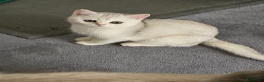 Scottish Fold Kitten 1