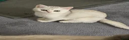 Scottish Fold cats for sale: purebred Scottish kittens - Advert 16