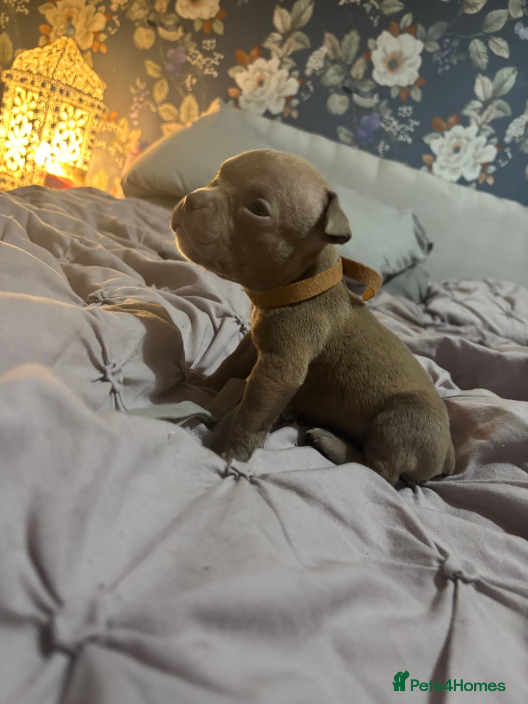 American Bully dogs for sale: Pocket Bully Puppies - Advert 15