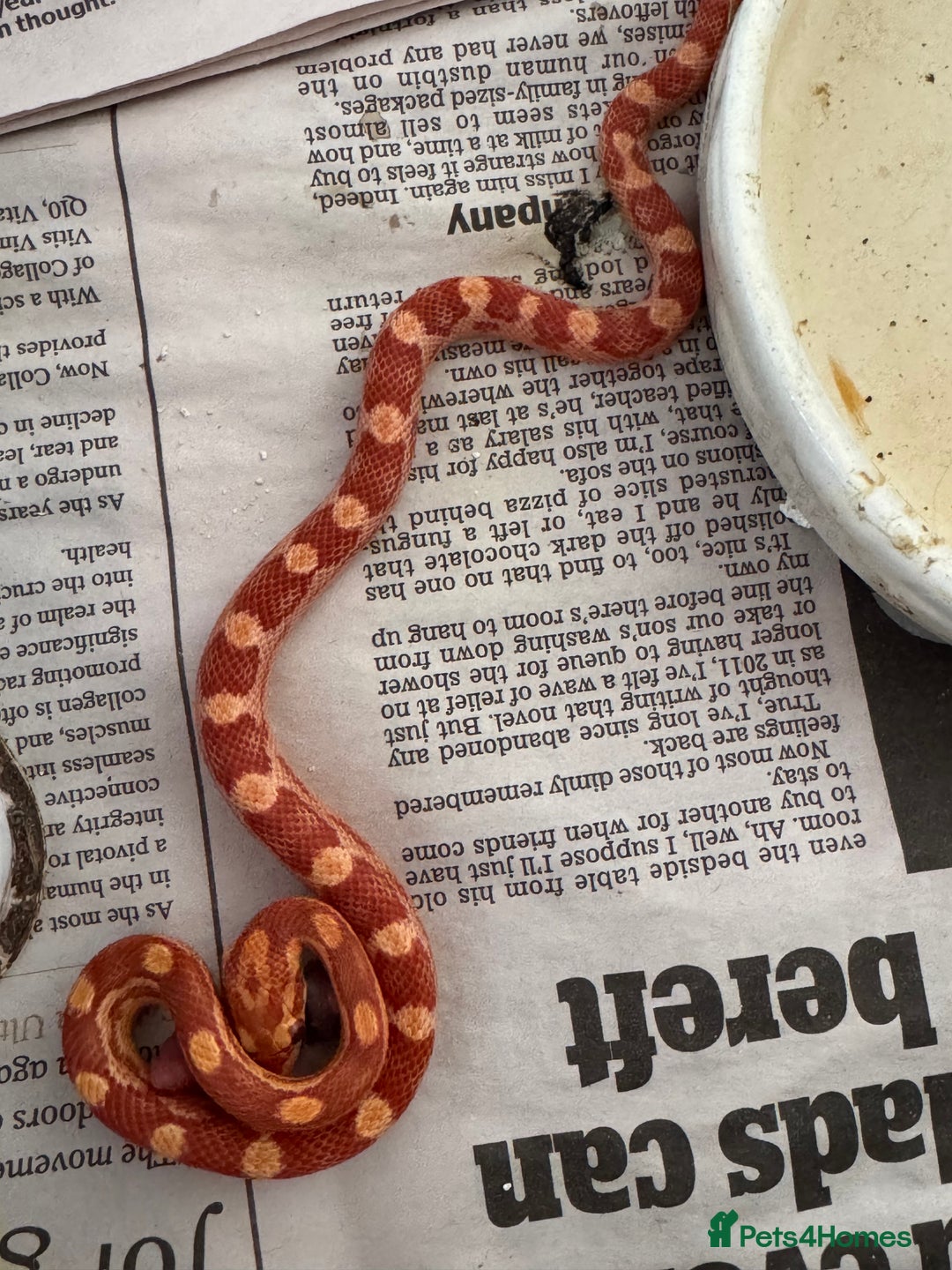 Corn Snake reptiles for sale: Baby corn snakes for rehoming in Witham - Image 4