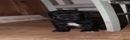 Cocker Spaniel dogs for sale: Gorgeous Schnocker puppies - Advert 9