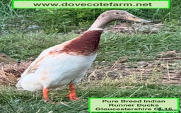 Ducks poultry for sale: INDIAN RUNNER PURE BREED DUCKS, DUCKLINGS & DRAKES - Image 5