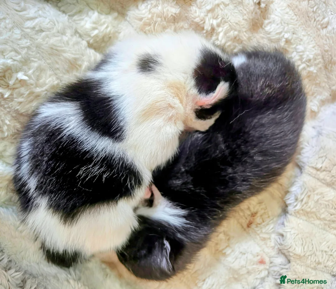 Mixed Breed cats for sale: Kittens for sale  - Advert 2