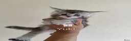 Maine Coon cats for sale: Gorgous maine coon kittens ❤️ - Advert 2