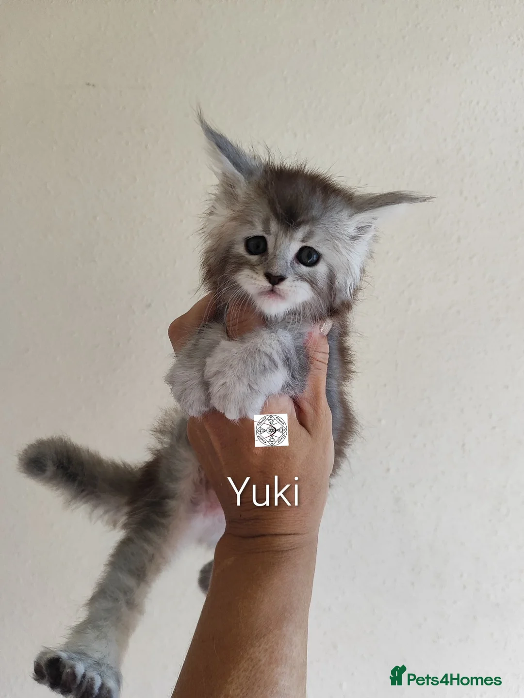 Maine Coon cats for sale: Gorgous maine coon kittens ❤️ - Advert 2