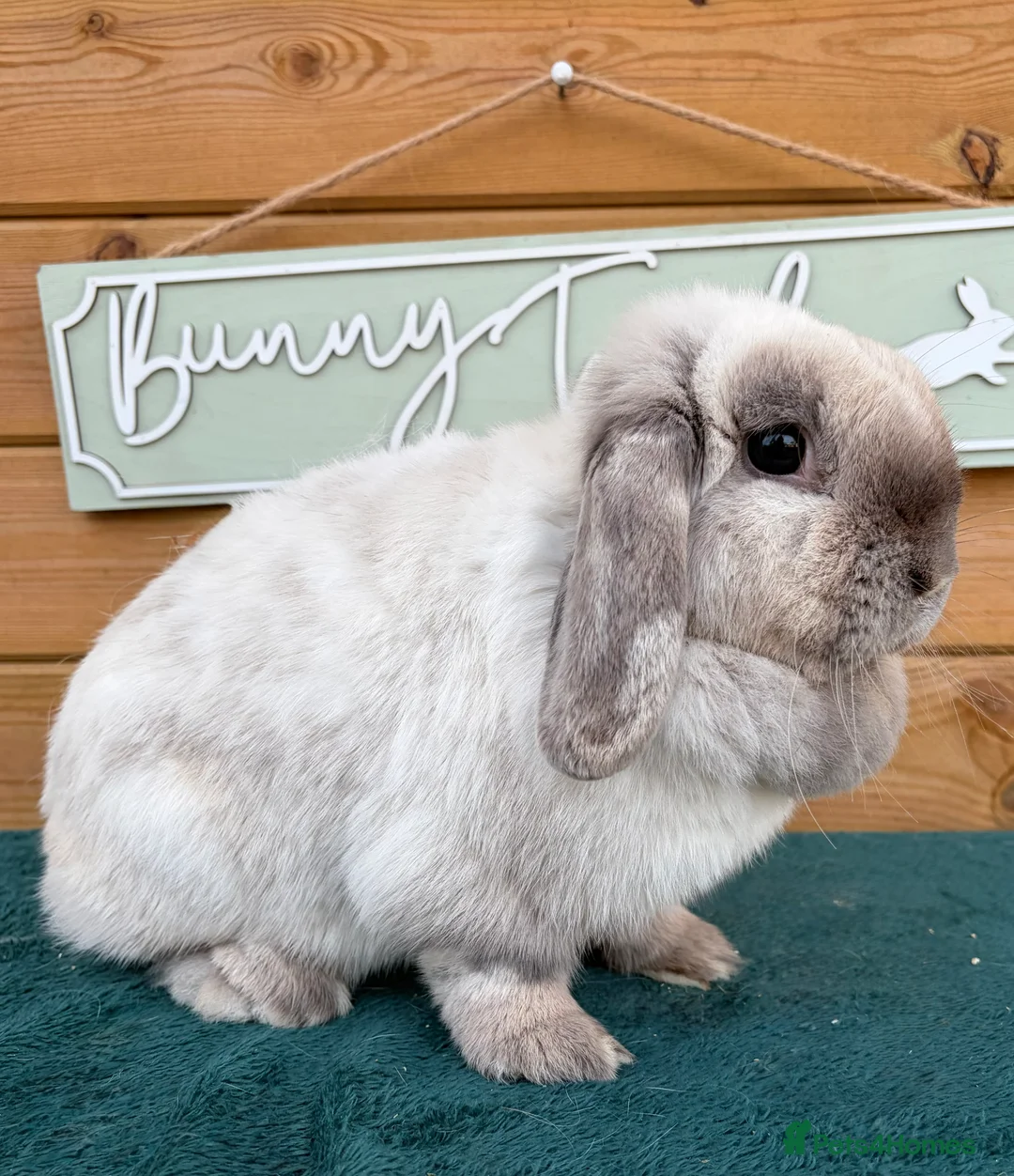 Mini Lop rabbits for sale: Well Socialised Mini Lops - Advert 3