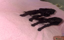 Jackapoo dogs for sale: Beautiful black jackapoo pups  - Image 1