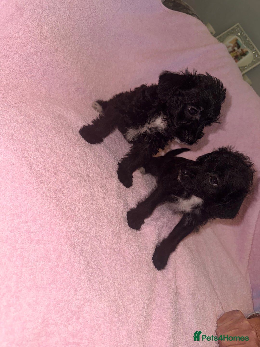 Jackapoo dogs for sale: Beautiful black jackapoo pups  - Image 1
