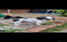 Shih Tzu dogs for sale: ✨ Beautiful Shih Tzu Puppies for Sale ✨ - Image 8