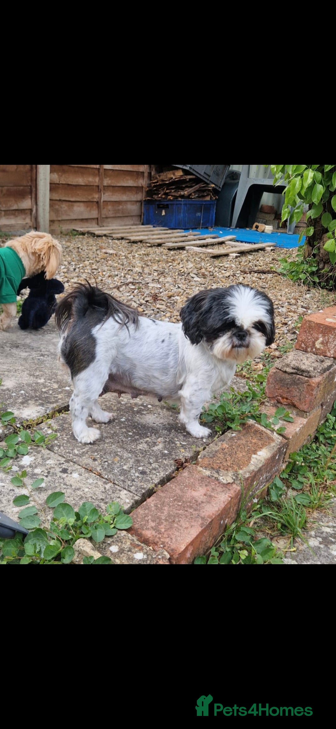 Shih Tzu dogs for sale: ✨ Beautiful Shih Tzu Puppies for Sale ✨ - Image 8