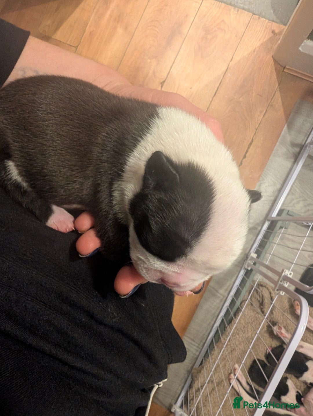 Boston Terrier dogs for sale: KC registered BOSTON TERRIER PUPPIES  - Image 11