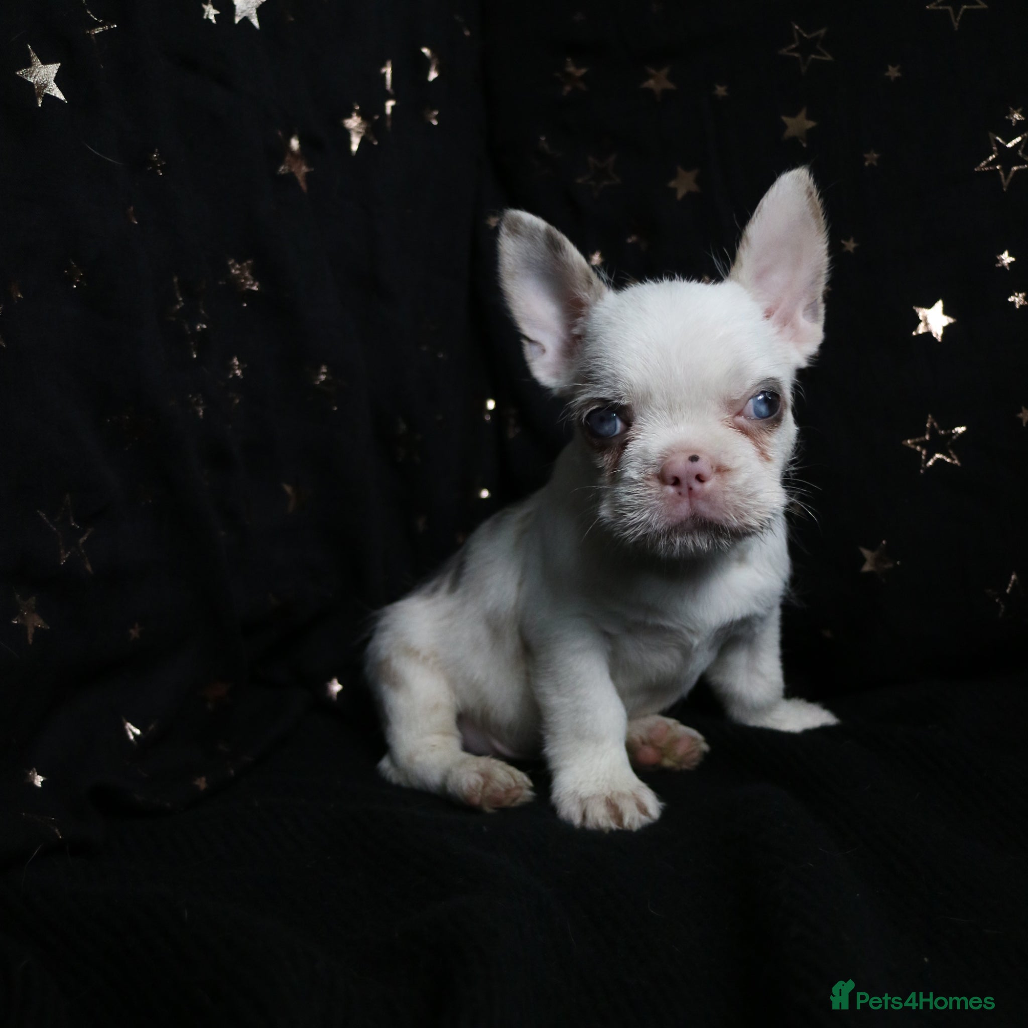 French Bulldog dogs for sale: Happy and health french bulldog puppies  in Braintree - Advert 7