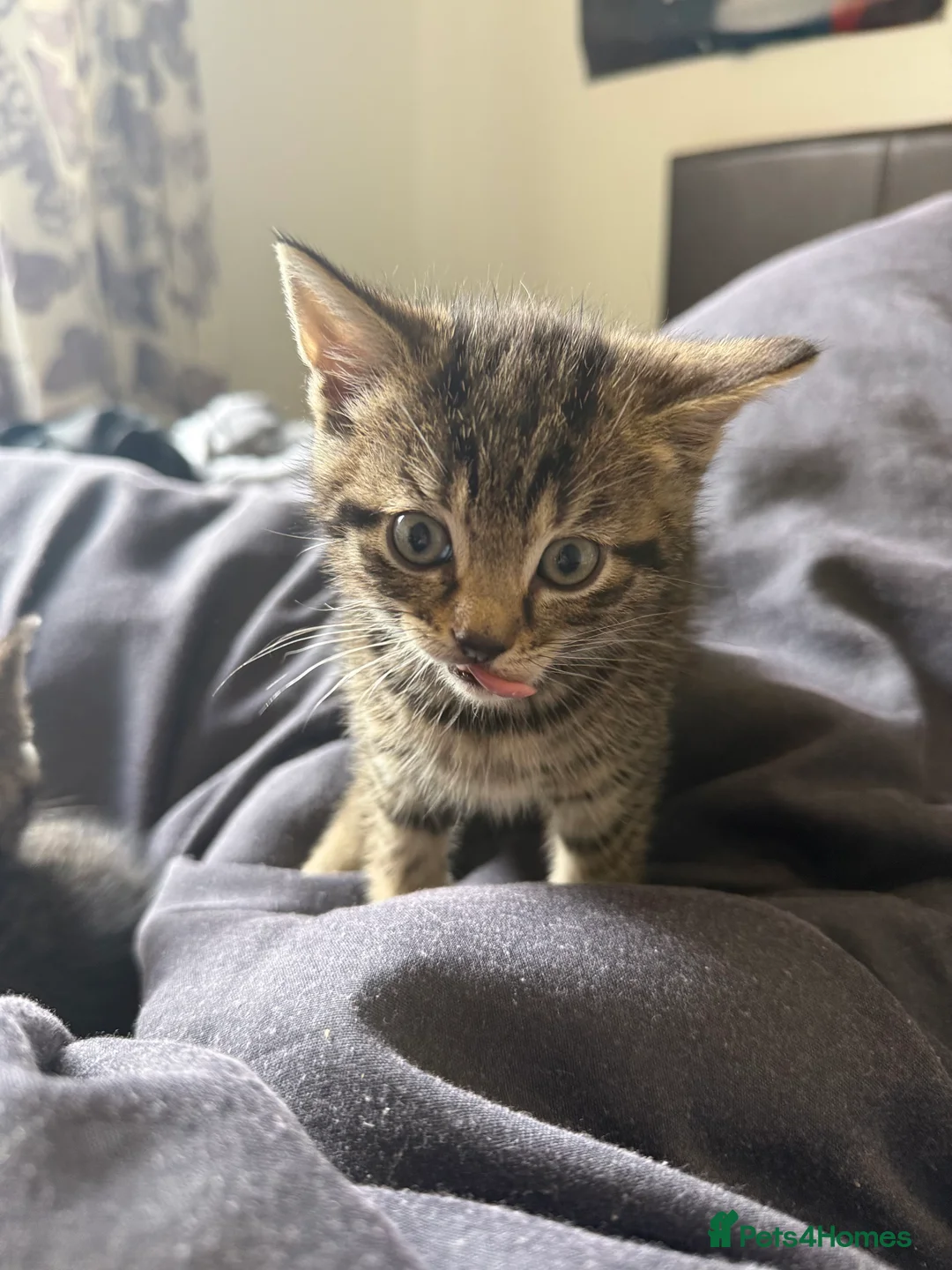 Mixed Breed cats for sale: Gorgeous kitten looking for a new loving home in Kirkcaldy - Advert 2