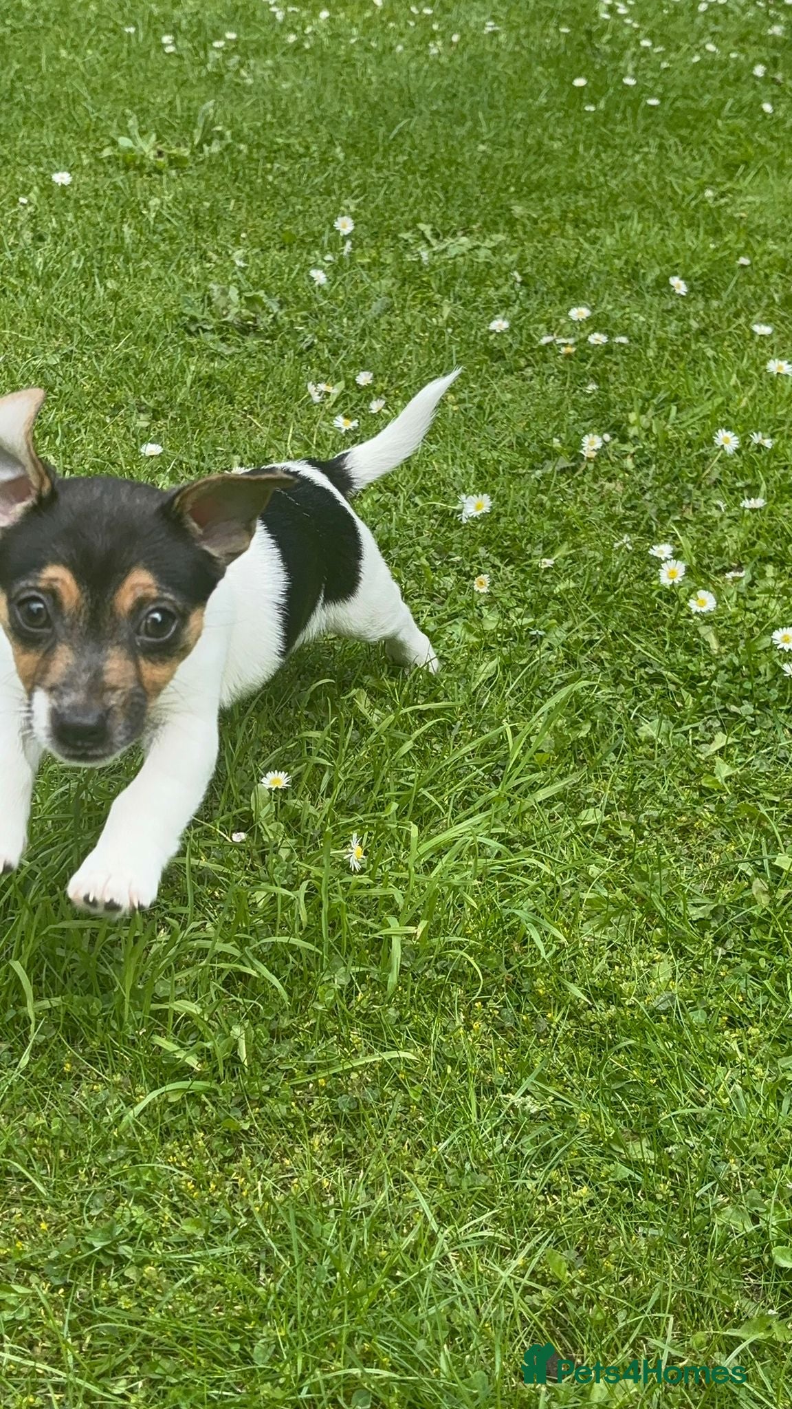 Jack Russell dogs 💙 Little Man ( Jack Russell ) 💙  - Advert 2