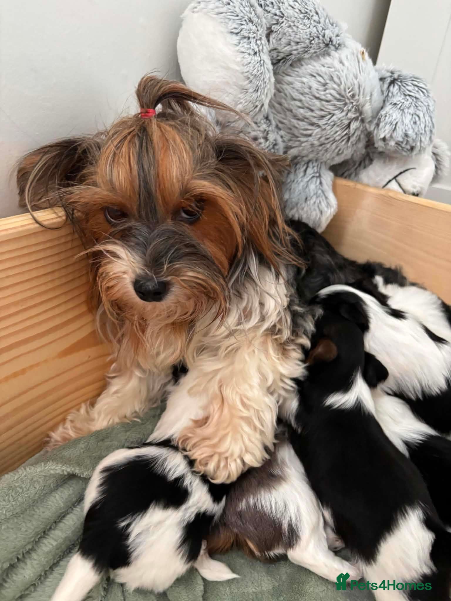 Yorkshire Terrier dogs Beautiful Yorkshire Terrier  - Advert 15