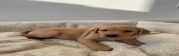 Labrador Retriever dogs for sale: Gorgeous 6-Week-Old Working Labrador Puppies in Ripley - Advert 24
