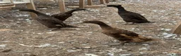 Ducks poultry for sale: Indian runner ducks,Emden geese,Muscovy,brown hens - Advert 3