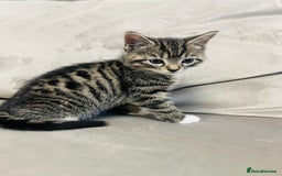 Domestic Shorthair cats for sale: The lovely 8 week kitten ready for rehome - Image 6