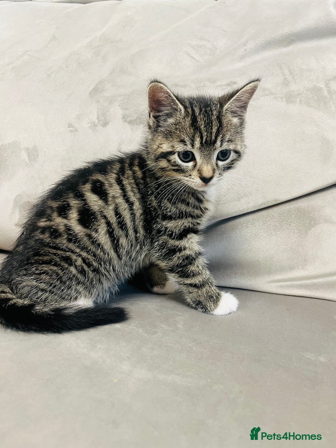 Domestic Shorthair cats for sale: The lovely 8 week kitten ready for rehome - Image 6