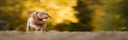 Weimaraner dogs for sale: Superb Gunalt Bloodlines & Excellent Temperament - Advert 14
