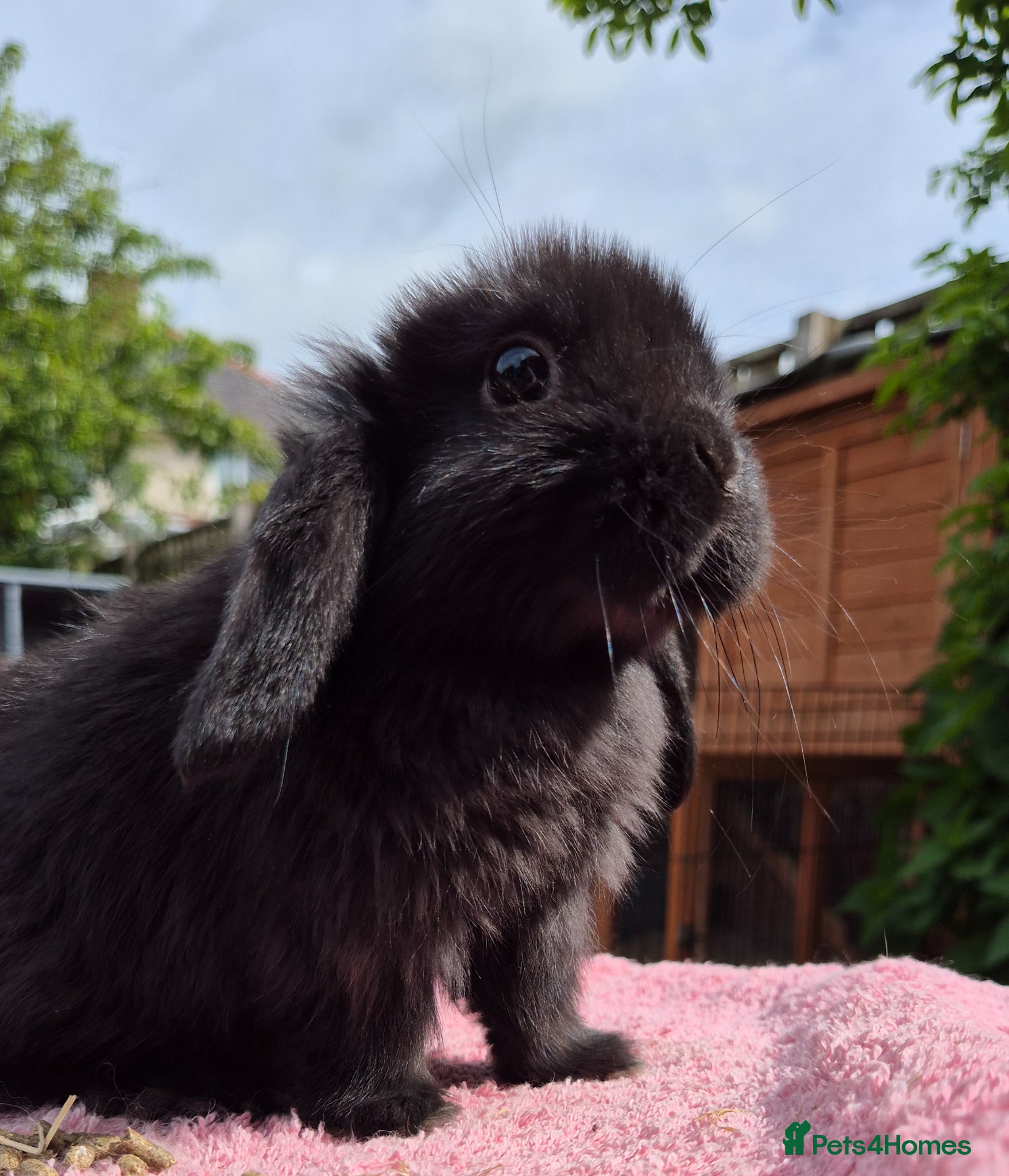 Mini Lop rabbits Mini lop baby rabbits ready now  - Advert 2