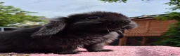 Mini Lop rabbits for sale: Mini lop baby rabbits ready now  - Advert 3