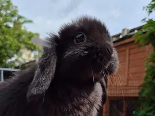 Mini Lop rabbits Mini lop baby rabbits ready now - Advert 2