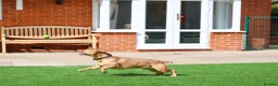 Mixed Breed dogs for adoption: Cute Oso - Advert 7