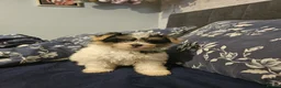 Mixed Breed dogs for sale: BEAUTIFUL POMCHON PUPS  FOR SALE - Advert 13