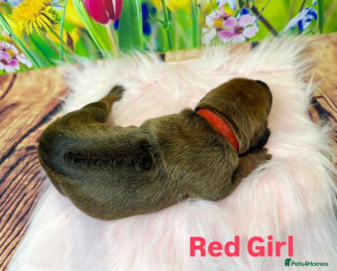 Rhodesian Ridgeback dogs for sale: Outstanding Rhodesian Ridgeback Puppies 🦁 - Image 13