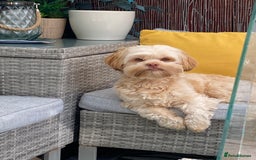 Shih Tzu dogs for stud: Shitzu cross available for stud - Image 4