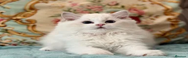 Ragdoll 2
