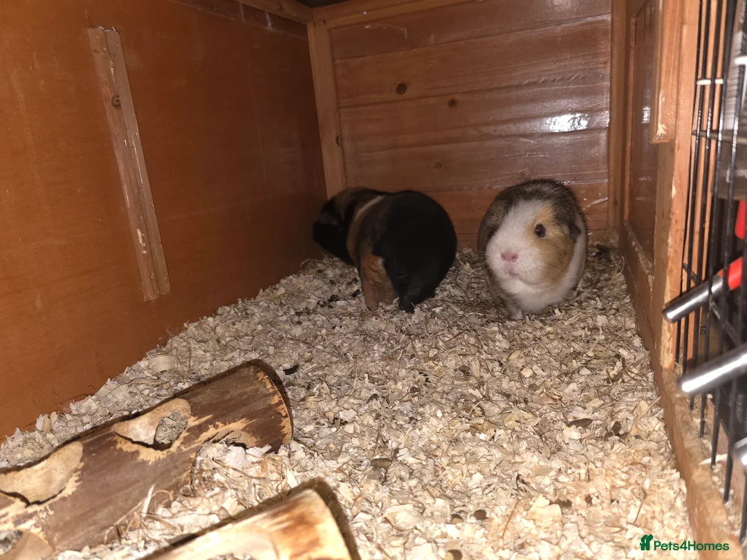Guinea Pig rodents for sale: 2 males 2 females  - Advert 15