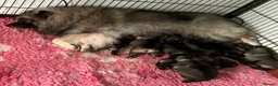 Keeshond dogs for sale: Quality home reared puppies  in Lincoln - Advert 8