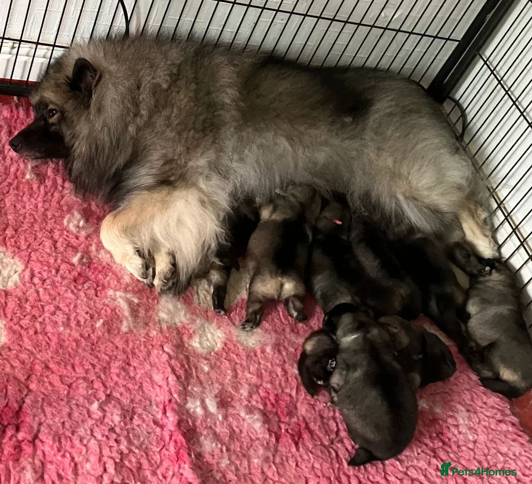 Keeshond dogs for sale: Quality home reared puppies  in Lincoln - Advert 8