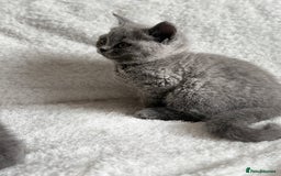Scottish Fold cats for sale: Scottish fold and straight kittens  - Image 17