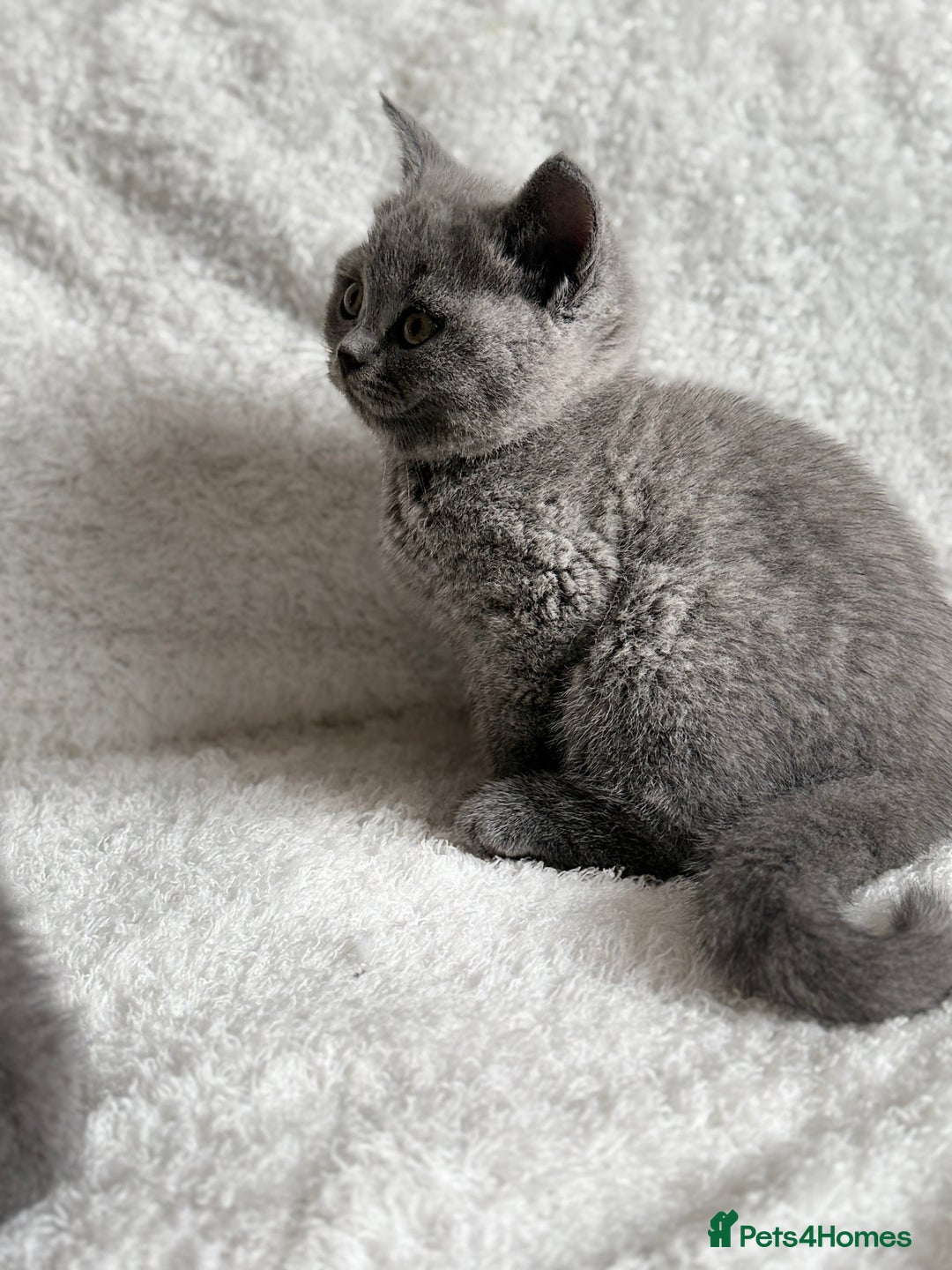 Scottish Fold cats for sale: Scottish fold and straight kittens  - Image 17