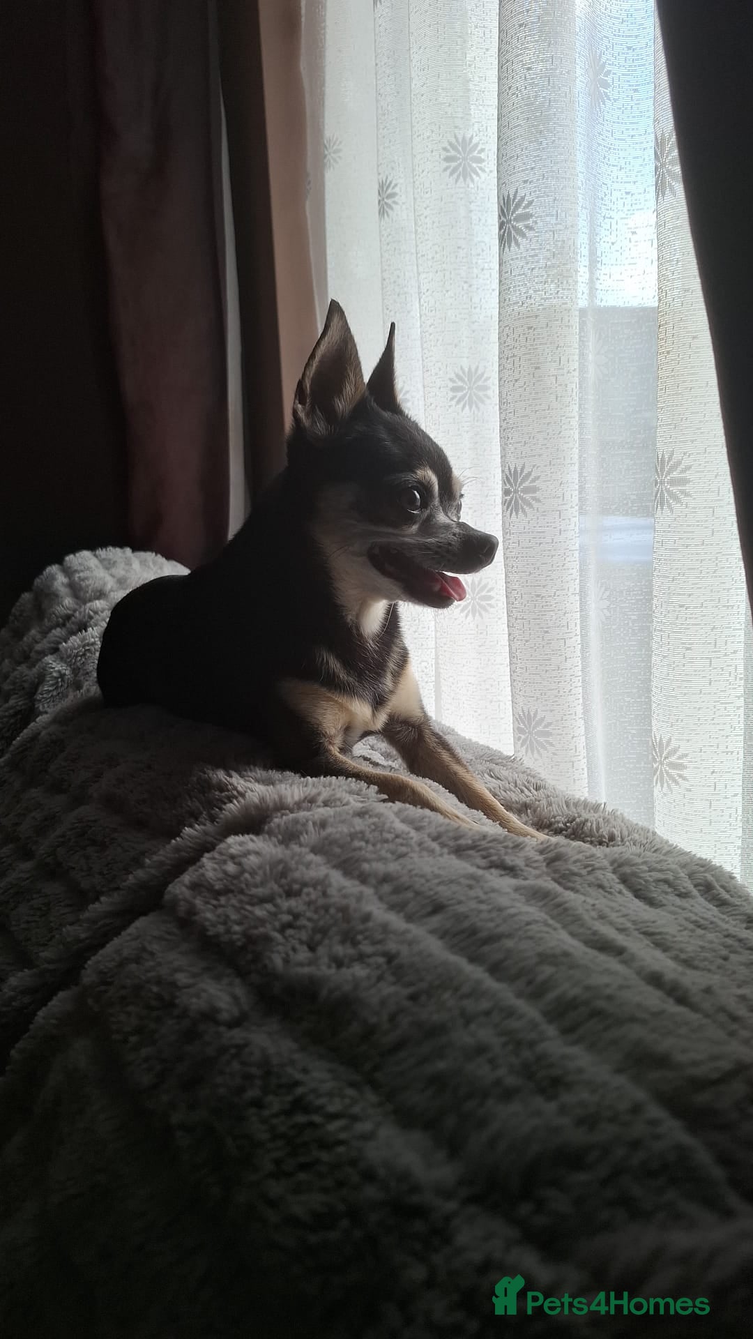 Chihuahua dogs Chihuahua for adoption - Advert 7
