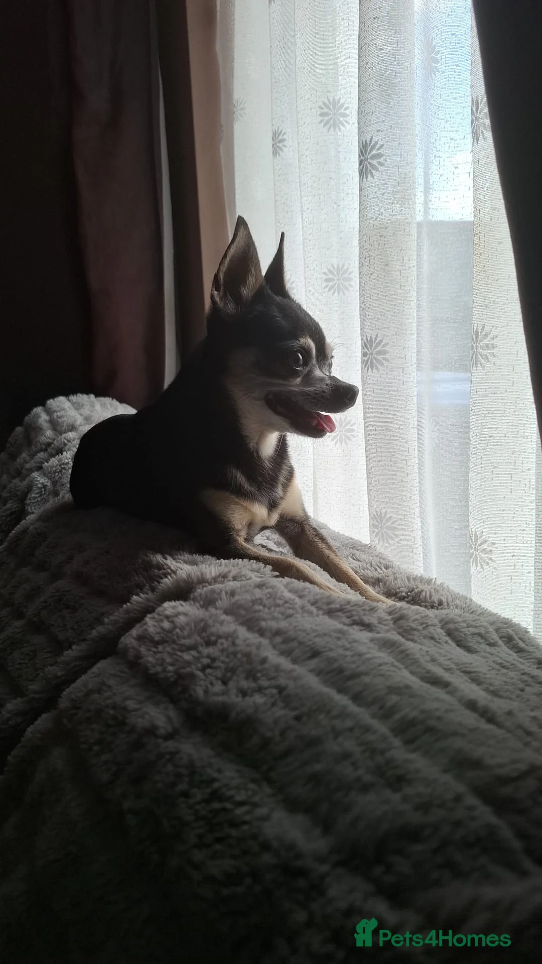Chihuahua dogs for sale: Chihuahua for adoption in Harlow - Advert 1