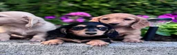 Miniature Dachshund dogs for sale: Miniature longhaired Dachshunds kc reg PRA clear - Advert 6