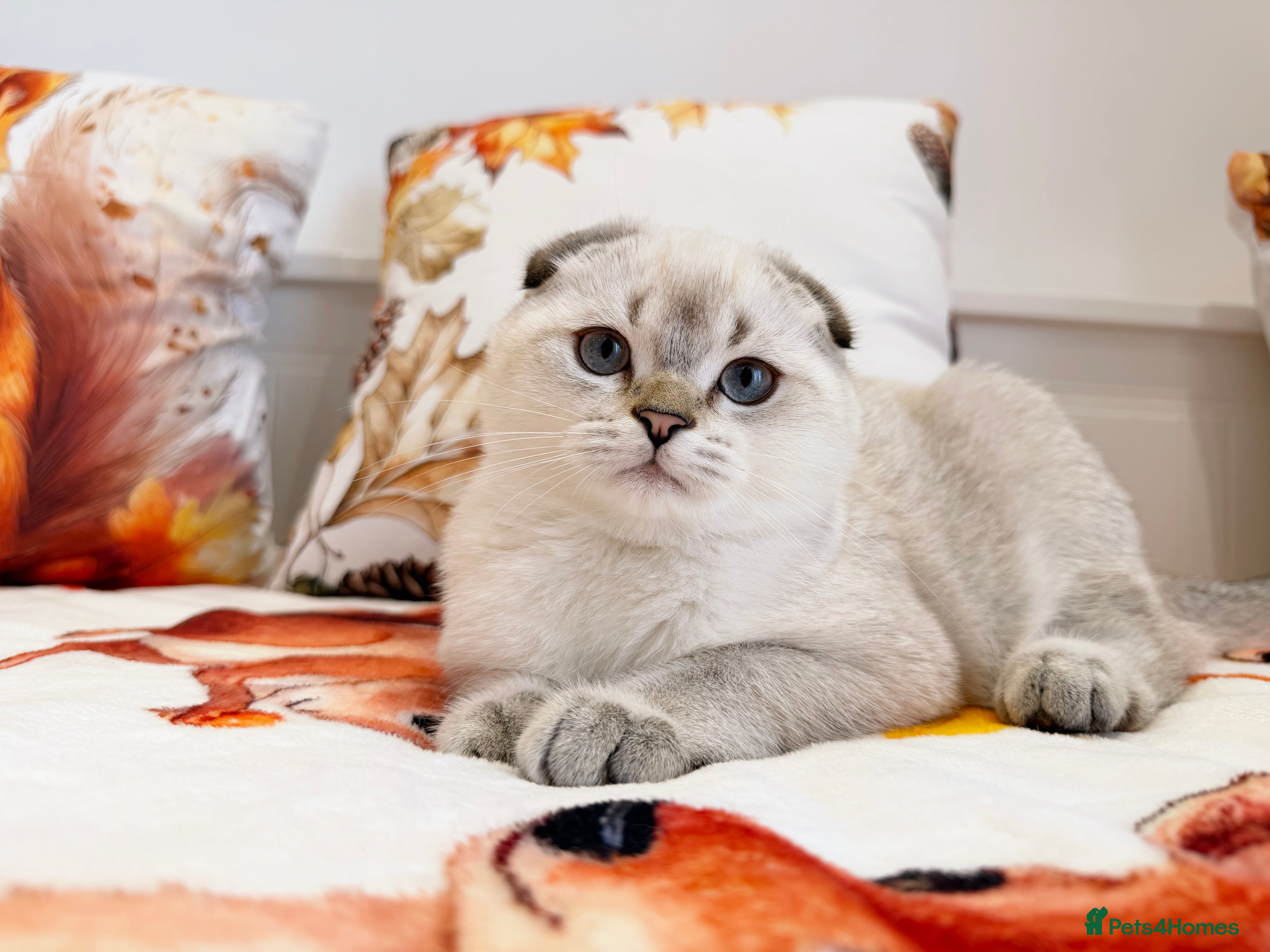Scottish Fold cats 🐾 Stunning Scottish Fold Girl  🐾 - Advert 2