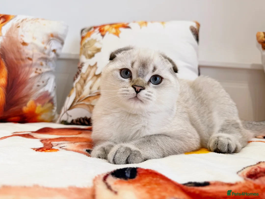 Scottish Fold cats for sale: 🐾 Stunning Scottish Fold Girl  🐾 - Advert 2