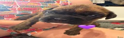 Boxer dogs for sale: Beautiful Boxer Puppies  in Stoke-on-Trent - Advert 2