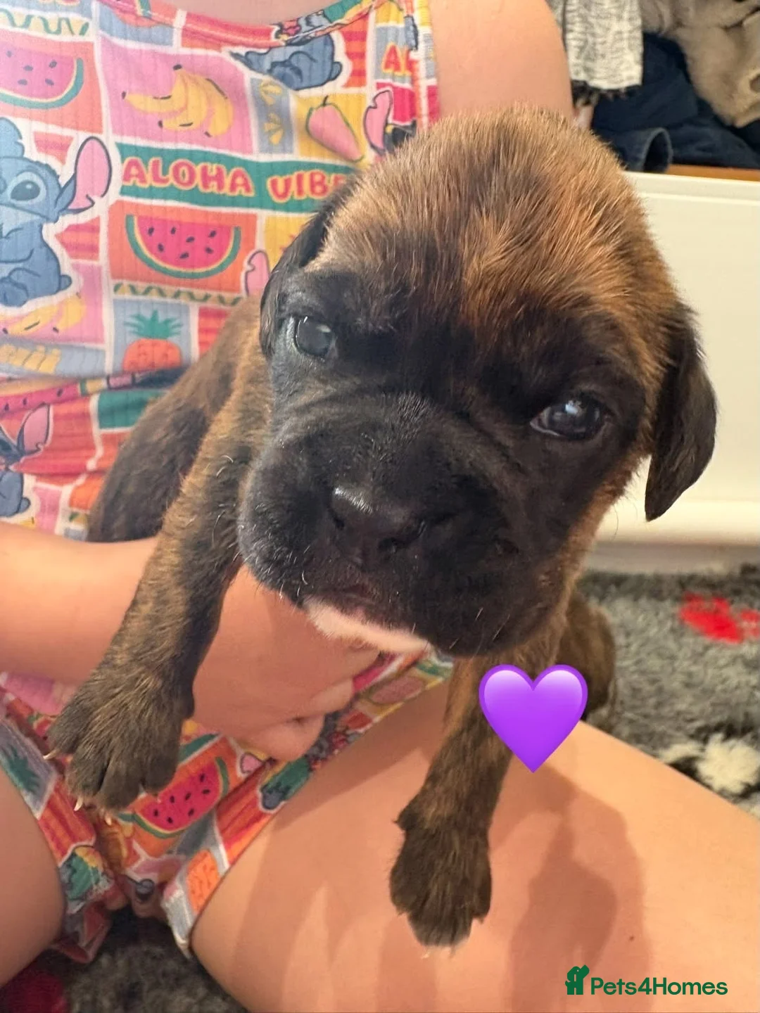 Boxer dogs for sale: Beautiful Boxer Puppies  in Stoke-on-Trent - Advert 2