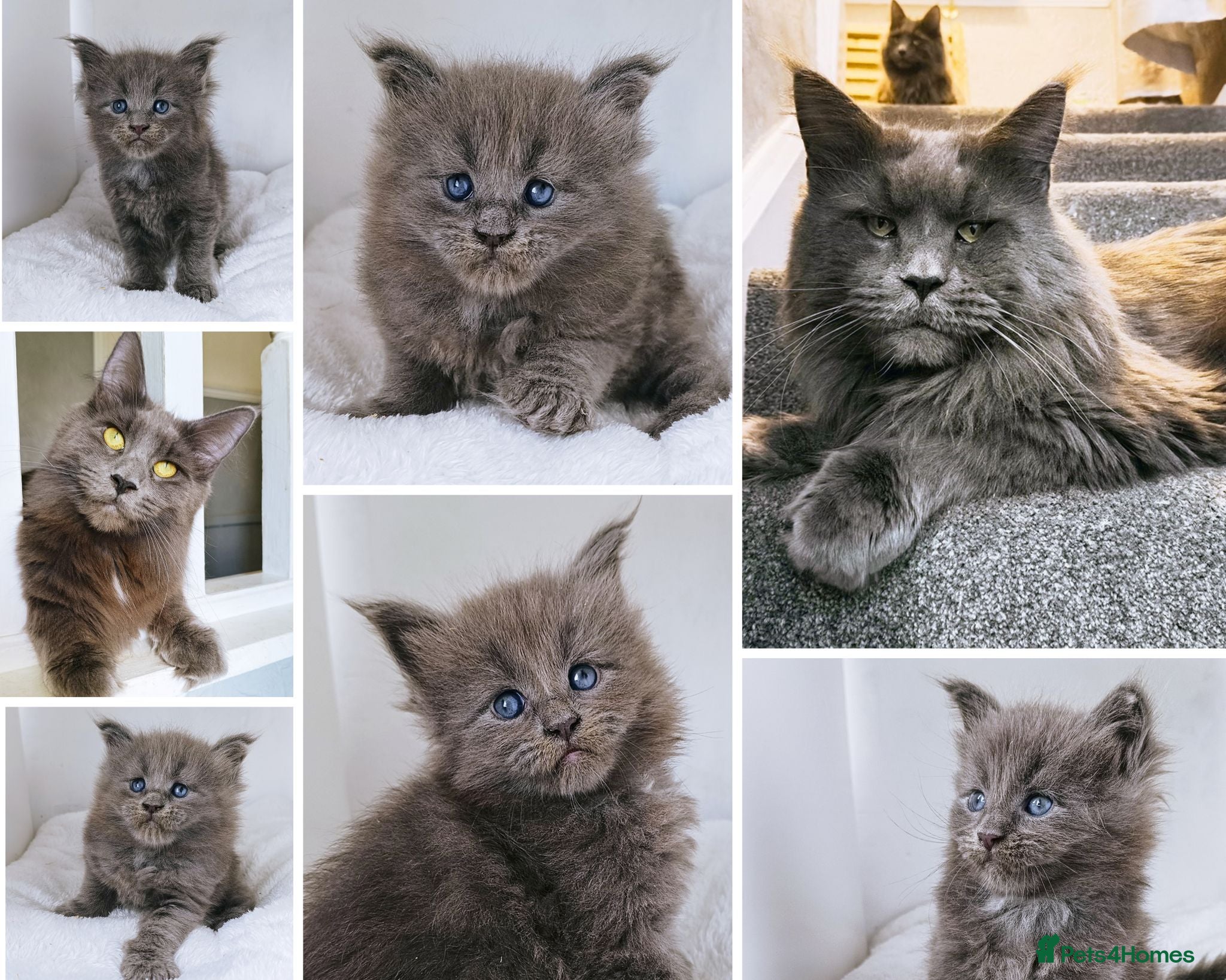 Maine Coon cats DNA health tested blue maine coon kittens - Advert 16