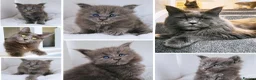 Maine Coon cats for sale: DNA health tested blue maine coon kittens - Advert 1