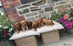 Cockapoo dogs for sale: Beautiful Toy F1 Cockapoo Puppies for sale - Image 5