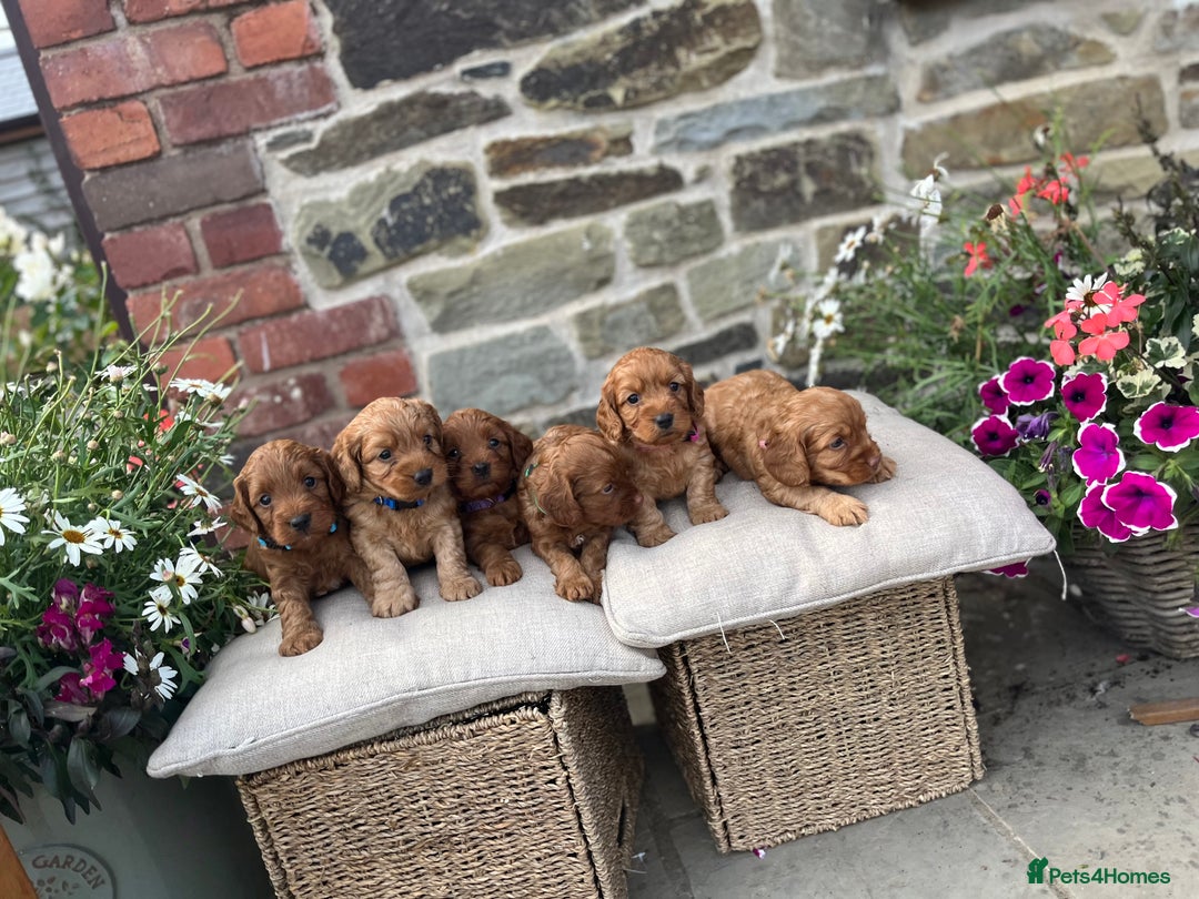 Cockapoo dogs for sale: Beautiful Toy F1 Cockapoo Puppies for sale - Image 5