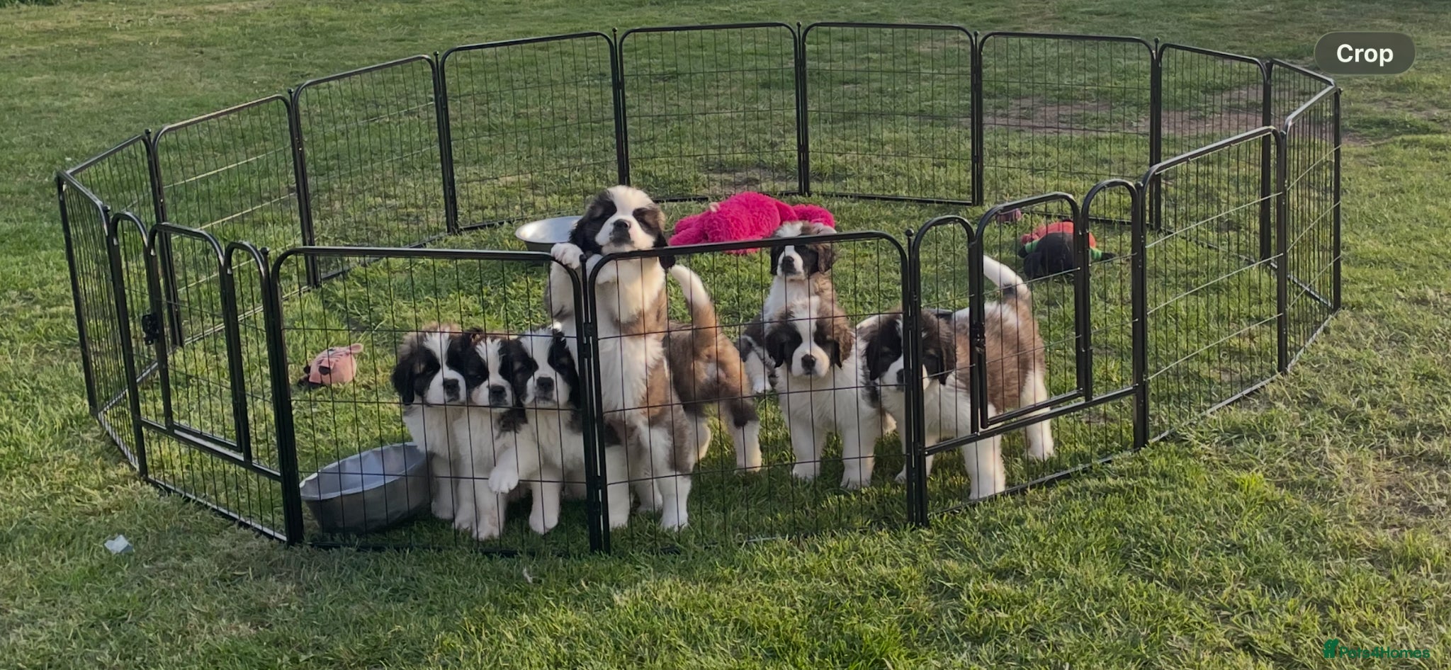 Saint Bernard dogs Female KC Registered Saint Bernard Puppies - Advert 6