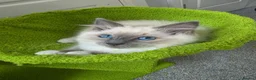 Ragdoll cats for sale: GCCF registered stunning girls available!  - Advert 20